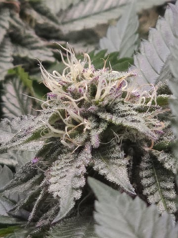 Divine Gelato 3 x Blue Zushi x 44 Photo — flower, day 77