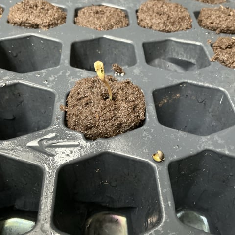 Super Lemon Haze — germination, day 1