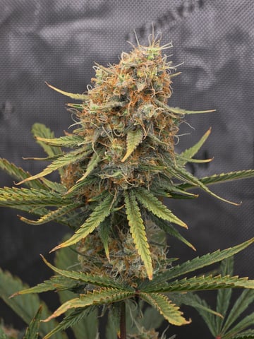 Pull my finger and Mowie Wowie — grow_setup, day 91