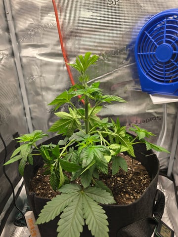 Northern lights #10 2nd plant (Selkies) — vegetative, day 29