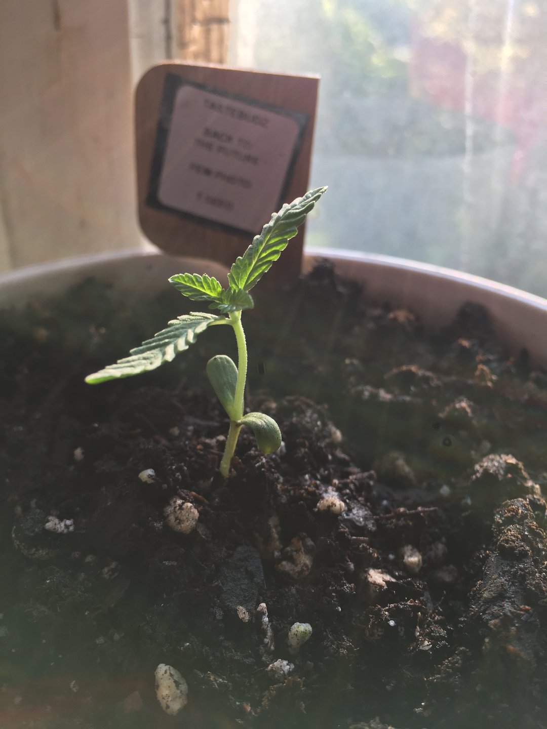My First Grow