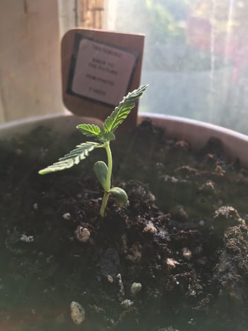 My First Grow