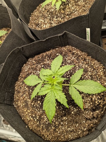 first grow — seedling_rooting, day 10