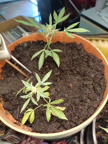 314 Ozark Blend — grow_setup, day 2