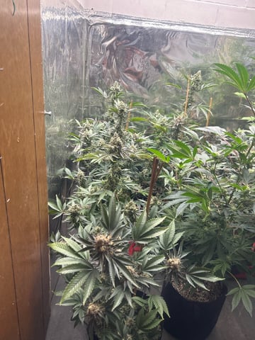 closet grower  — flower, day 1