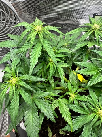 Auto Acid Auto — flower, day 1