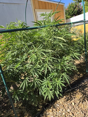 Sour Headies/OGBX1 — vegetative, day 72