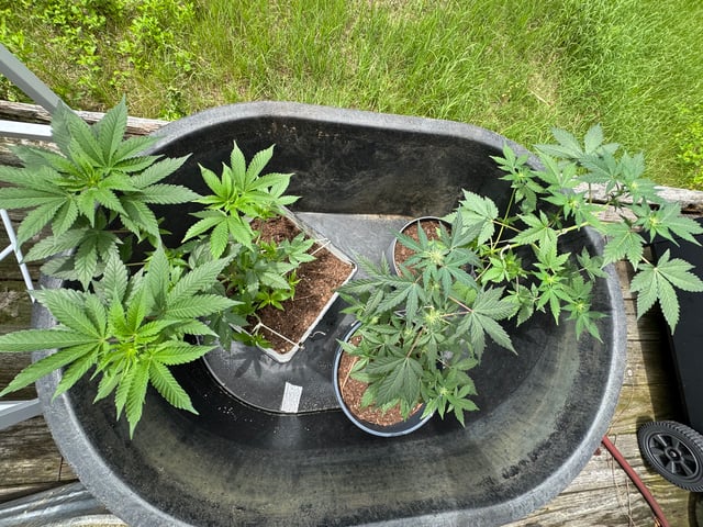 Quick One — flower, day 8