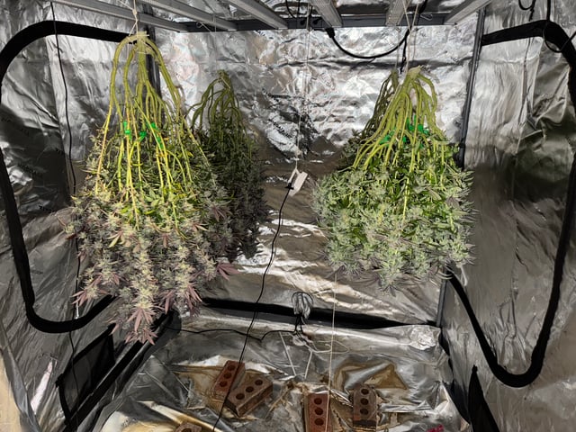 Master Kush RBX — harvest, day 183