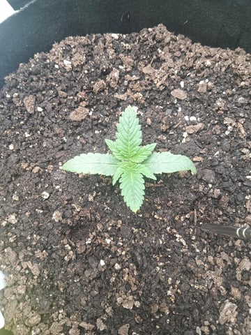 Critical Purple Kush — vegetative, day 22