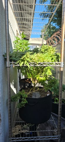 Mystery Weed Plant — flower, day 152