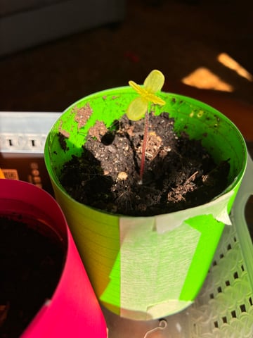 My First Grow — germination, day 9