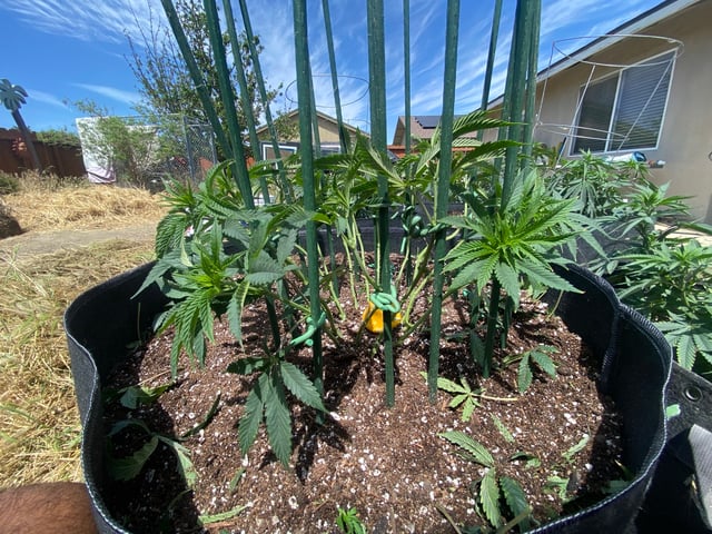 Solfire Gardens Grow — vegetative, day 79