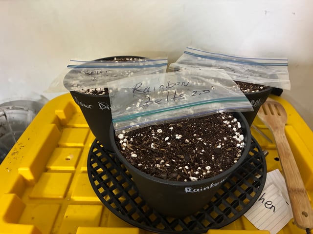 Pheno Hunt? — grow_setup, day 1