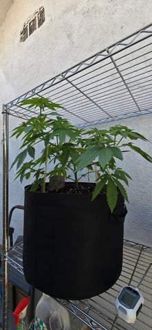 Mystery Weed Plant — vegetative, day 72