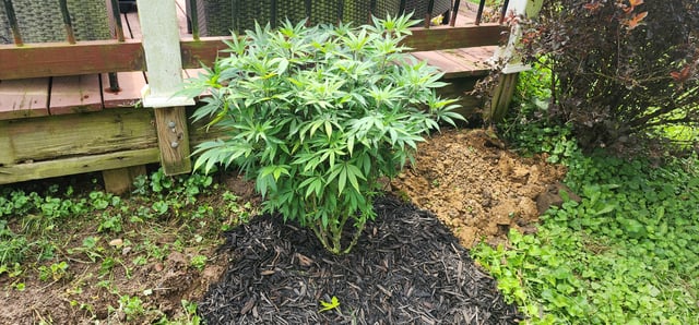 1st grow Dr. Nefario — vegetative, day 80