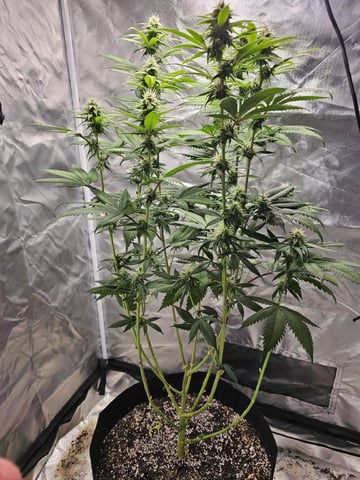 Jenny Kush photoperiod — flower, day 115