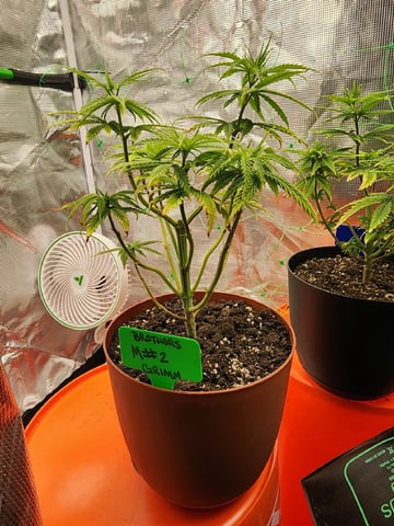 HE1E we GROW  — vegetative, day 79