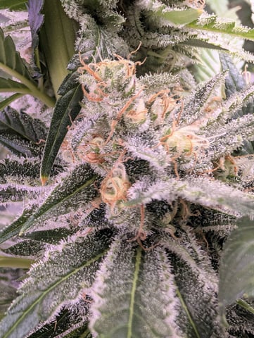 Golden Goat — flower, day 32