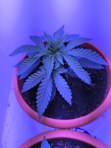unknown strain 1st grow — vegetative, day 13