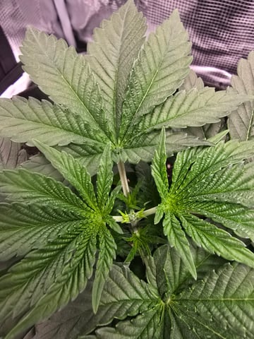 Northern lights #10 (Alaska) — vegetative, day 19