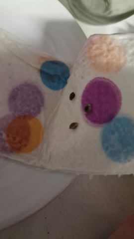 first plant — germination, day 1