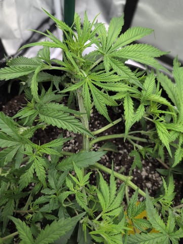 memphisto 3 bears OG, ethos high note r1 — flower, day 31