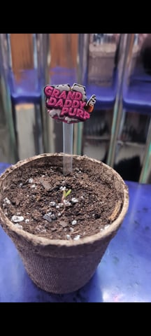 B E A utiful  — seedling_rooting, day 1