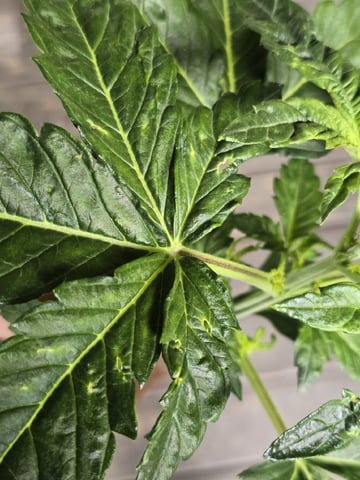 Autos AGAIN — vegetative, day 27