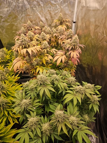 Double Trouble  — flower, day 89