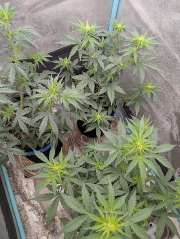 Autos — vegetative, day 25