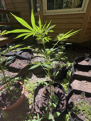 Rc Exotics — flower, day 52