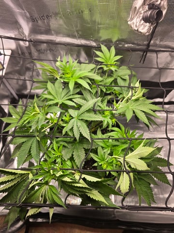 Northern lights #10 (Alaska) — flower, day 38