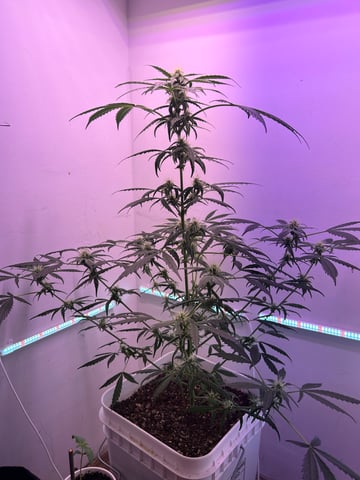 Gigawatt  — auto, day 91