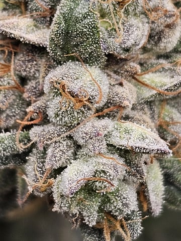 perfect circle/ cherrymac1 X candyland cross  — flower, day 49