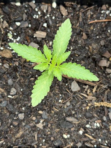 Random Seed — grow_setup, day 6