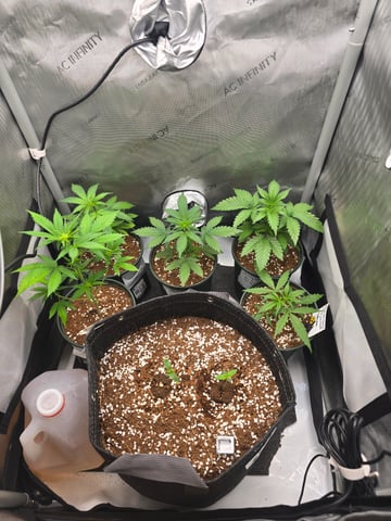 (4)autos  — vegetative, day 30