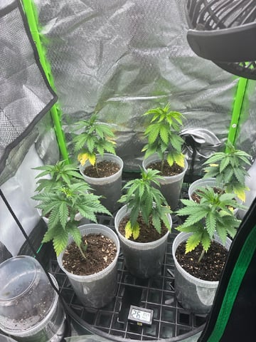 apples dew grow — vegetative, day 1