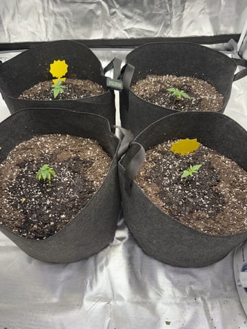 Grow #2 — seedling_rooting, day 25