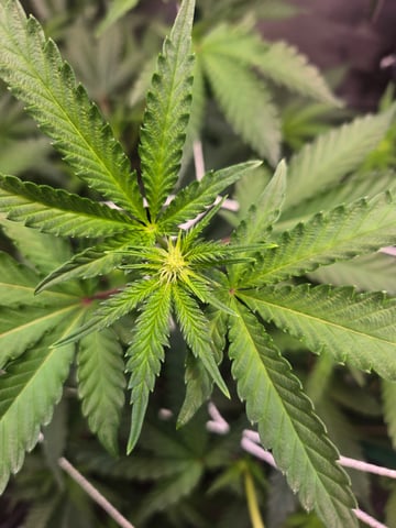 Looking for advice! — flower, day 57