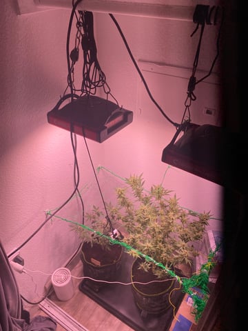 pineapple Express  — flower, day 25