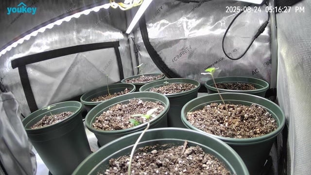 Homegrown - 🍒 🥧 & GSC Auto, 🚀 Seeds 🍌 Buttercups  — seedling_rooting, day 10