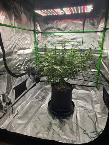 First grow — flower, day 71