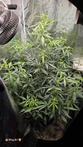 Slightly Stoopid Fruits  — flower, day 14