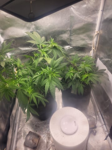2 Week Old Babies — vegetative, day 10