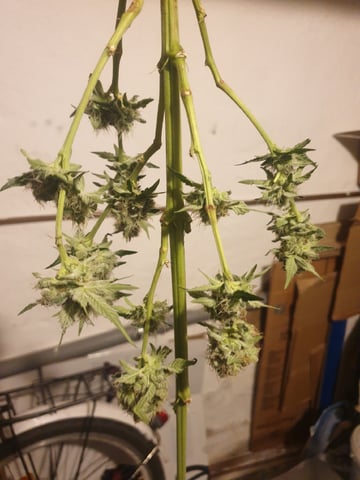 Wir — grow_setup, day 7
