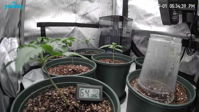 Homegrown - 🍒 🥧 & GSC Auto, 🚀 Seeds 🍌 Buttercups  — vegetative, day 18