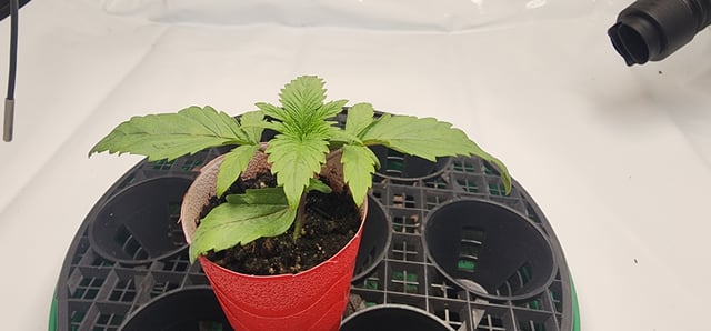 1st grow Dr. Nefario — seedling_rooting, day 17