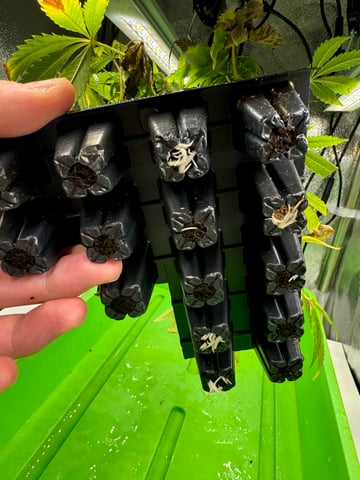 Permanent Marker, Gary Payton Cuttings/Clones  — seedling_rooting, day 11