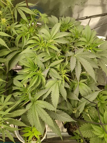 first grow — flower, day 40